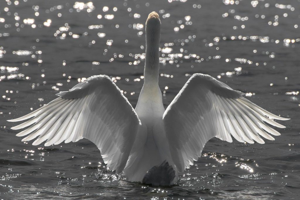 swan, water bird, bird