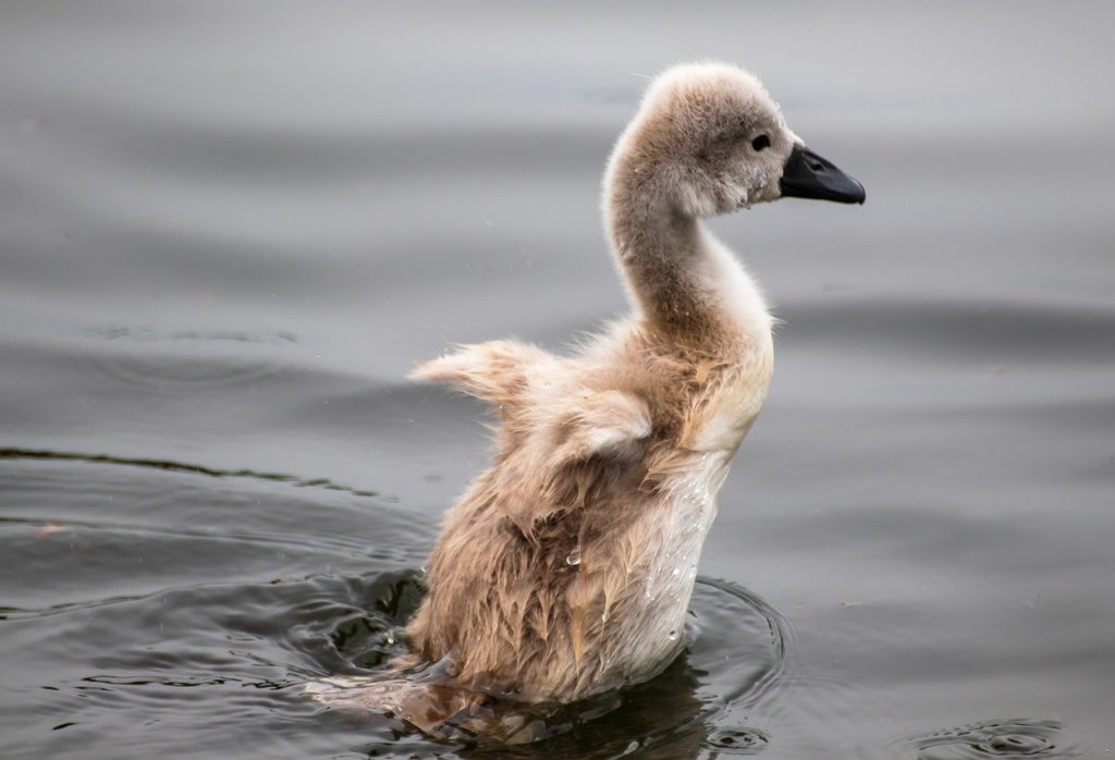 swan, young swan, cygnet